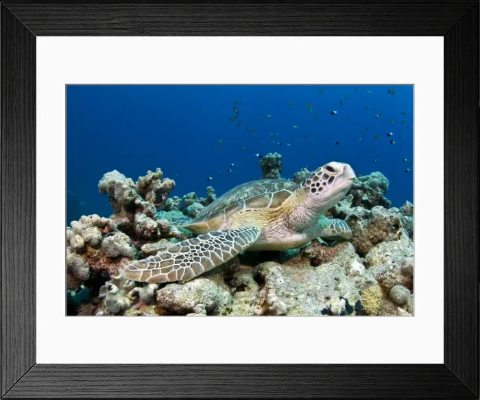 Framed Print : Picture No. 10890905 Framed Print : Picture No. 10890905