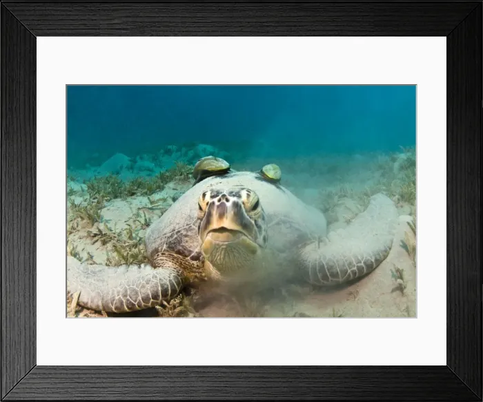 Framed Print : Picture No. 10890902 Framed Print : Picture No. 10890902