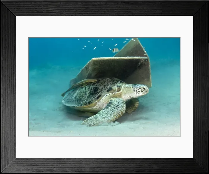 Framed Print : Picture No. 10890904 Framed Print : Picture No. 10890904