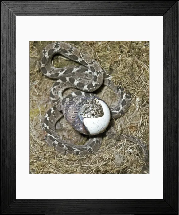 Framed Print : Picture No. 10890912 Framed Print : Picture No. 10890912