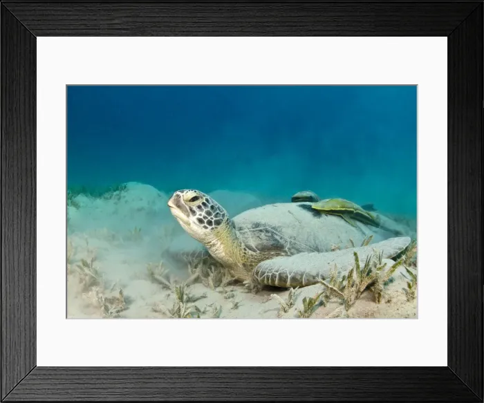 Framed Print : Picture No. 10890901 Framed Print : Picture No. 10890901