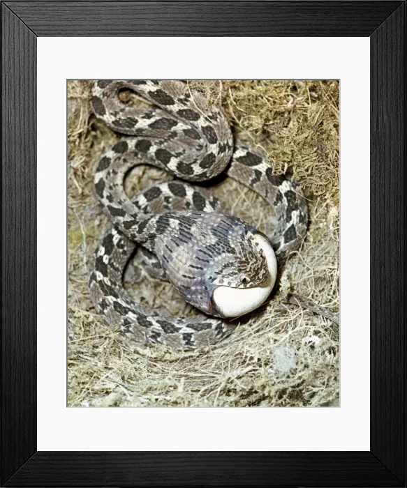 Framed Print : Picture No. 10890913 Framed Print : Picture No. 10890913