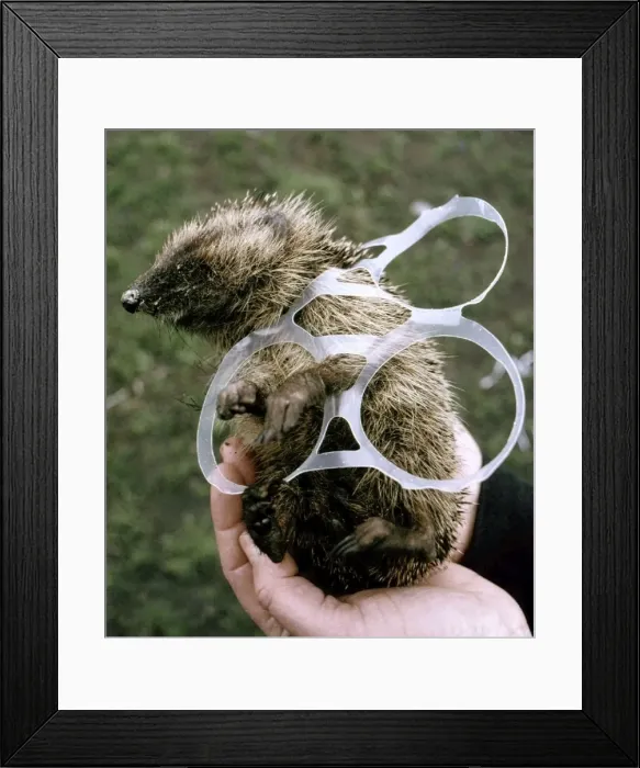 Framed Print : Picture No. 10890917 Framed Print : Picture No. 10890917