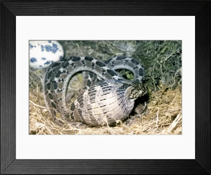 Framed Print : Picture No. 10890915 Framed Print : Picture No. 10890915