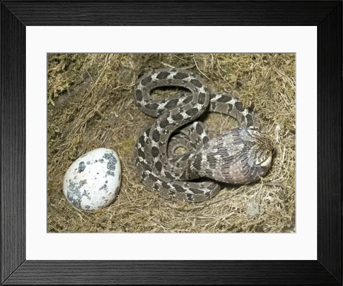 Framed Print : Picture No. 10890914 Framed Print : Picture No. 10890914