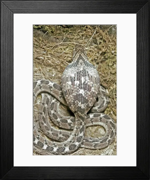 Framed Print : Picture No. 10890916 Framed Print : Picture No. 10890916