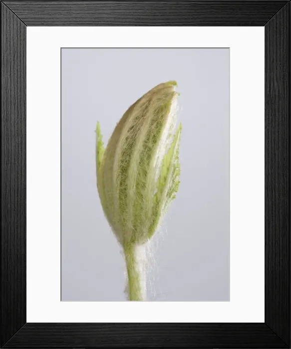 Framed Print : Picture No. 10890922 Framed Print : Picture No. 10890922