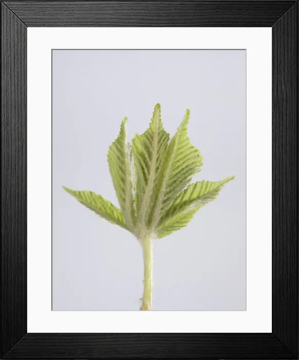 Framed Print : Picture No. 10890923 Framed Print : Picture No. 10890923