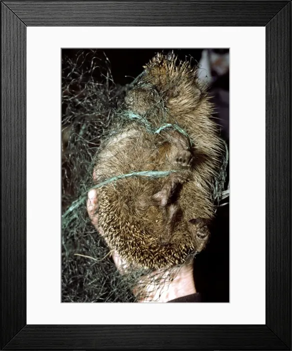 Framed Print : Picture No. 10890918 Framed Print : Picture No. 10890918