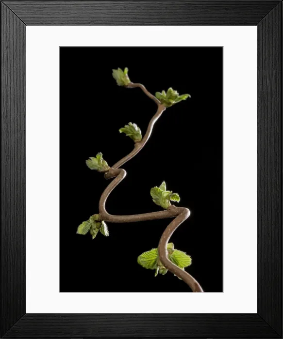 Framed Print : Picture No. 10890924 Framed Print : Picture No. 10890924