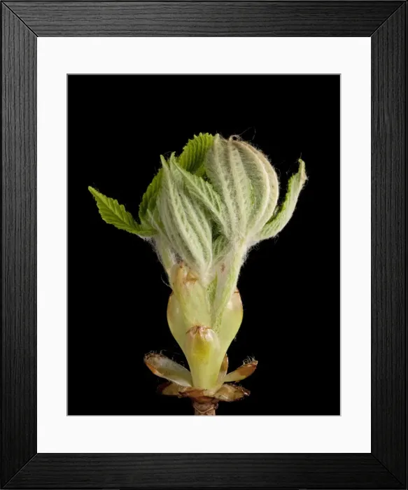 Framed Print : Picture No. 10890920 Framed Print : Picture No. 10890920
