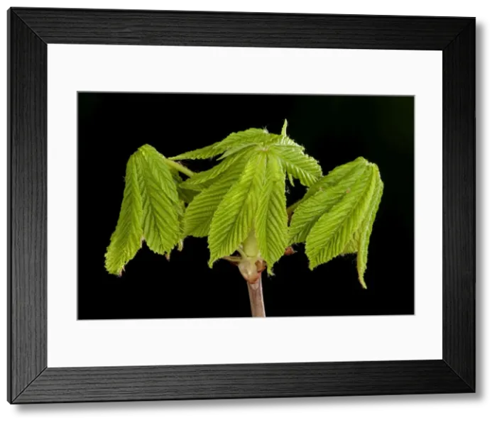Framed Print : Picture No. 10890921 Framed Print : Picture No. 10890921