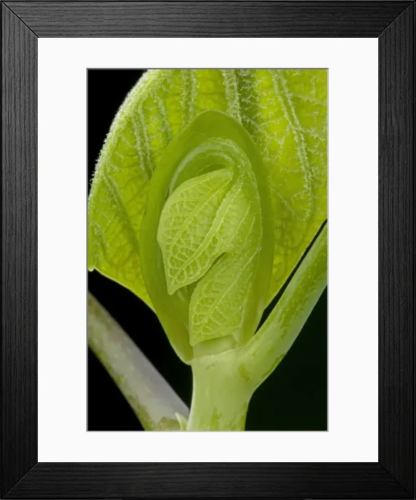 Framed Print : Picture No. 10890929 Framed Print : Picture No. 10890929