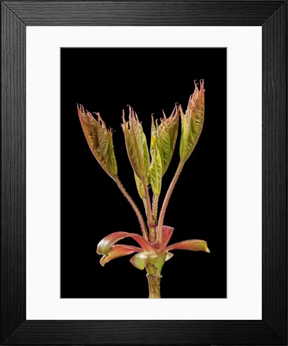 Framed Print : Picture No. 10890931 Framed Print : Picture No. 10890931