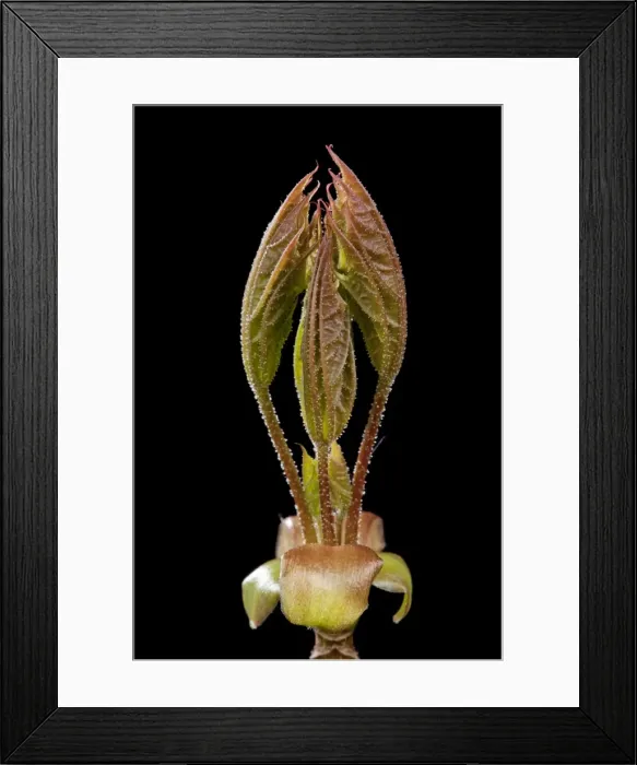 Framed Print : Picture No. 10890932