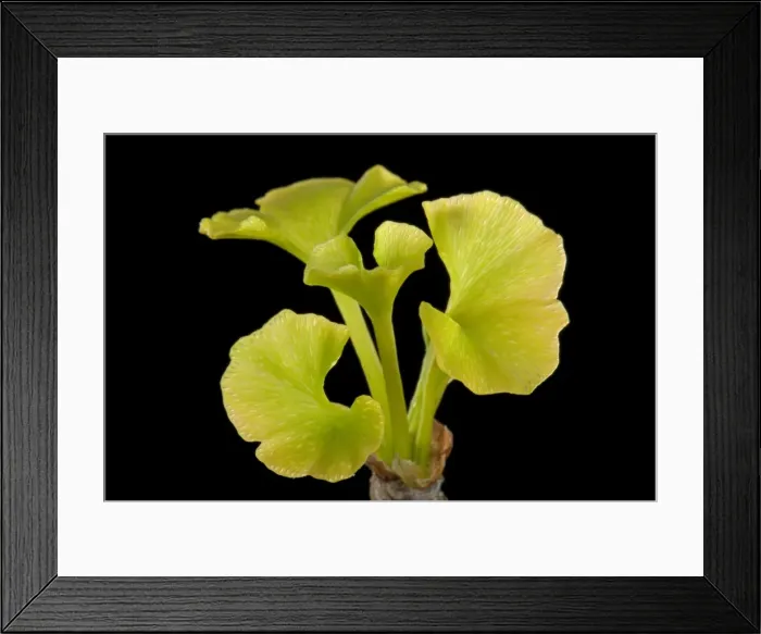 Framed Print : Picture No. 10890930 Framed Print : Picture No. 10890930