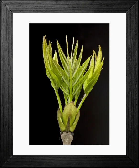 Framed Print : Picture No. 10890935 Framed Print : Picture No. 10890935