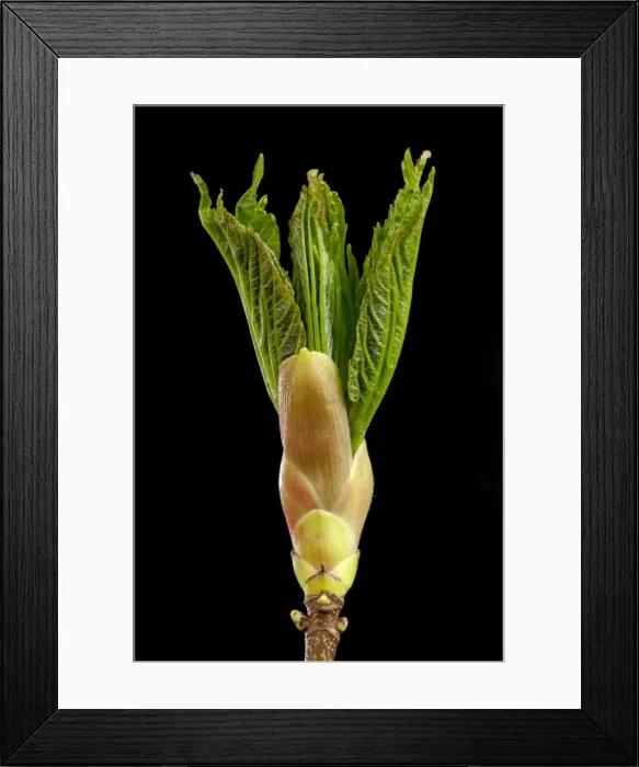 Framed Print : Picture No. 10890937 Framed Print : Picture No. 10890937