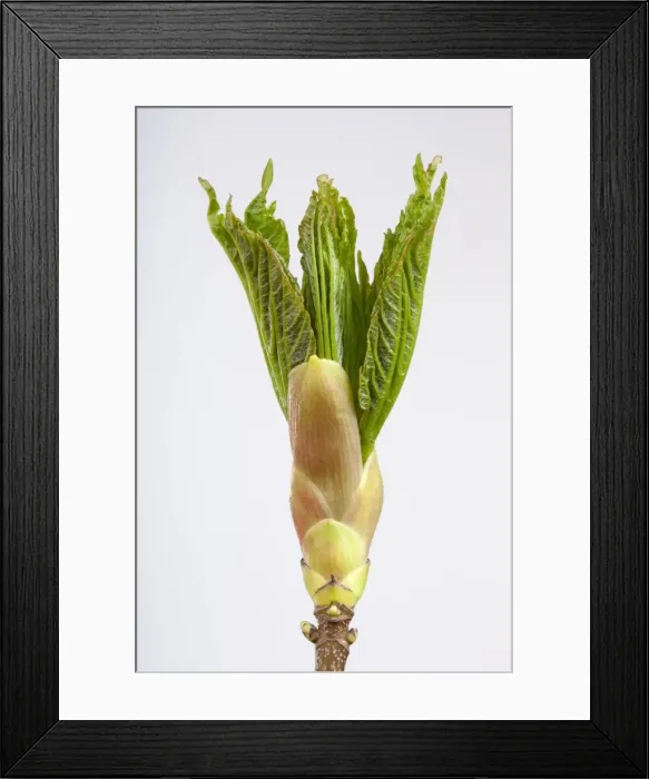 Framed Print : Picture No. 10890938 Framed Print : Picture No. 10890938