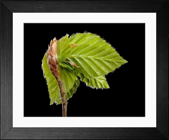 Framed Print : Picture No. 10890936 Framed Print : Picture No. 10890936