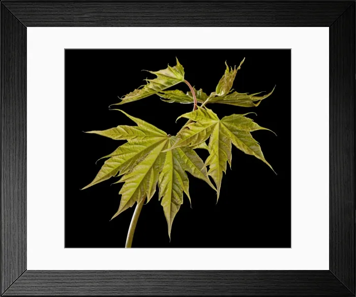 Framed Print : Picture No. 10890934 Framed Print : Picture No. 10890934