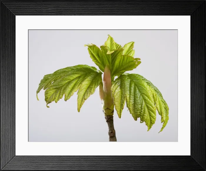 Framed Print : Picture No. 10890939 Framed Print : Picture No. 10890939