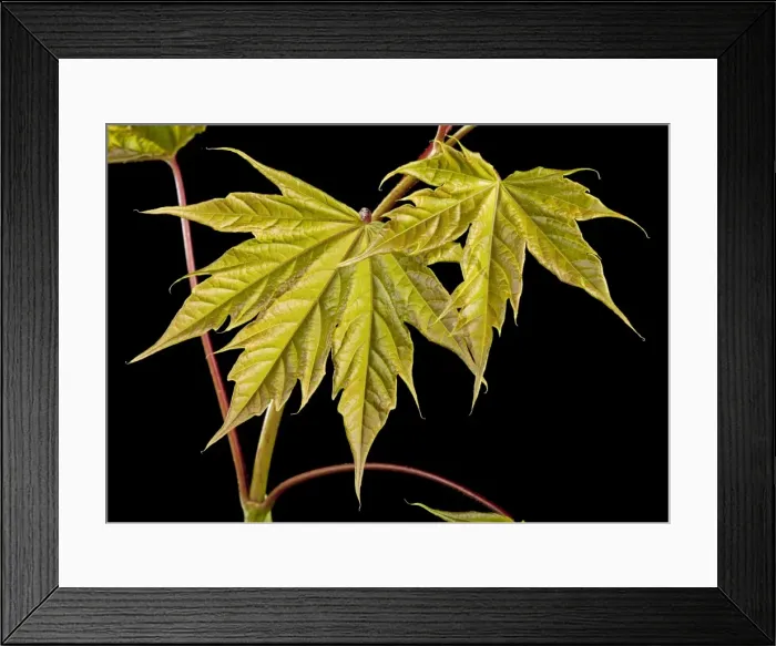 Framed Print : Picture No. 10890933 Framed Print : Picture No. 10890933