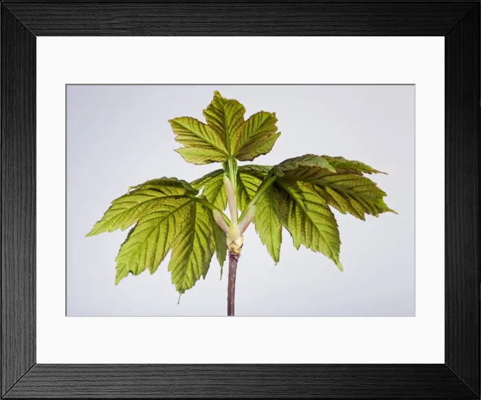Framed Print : Picture No. 10890940 Framed Print : Picture No. 10890940