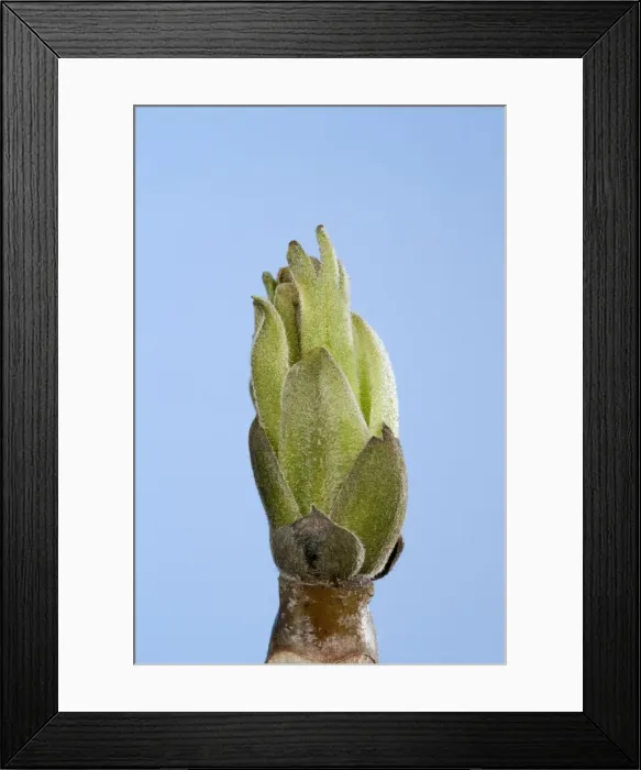 Framed Print : Picture No. 10890942 Framed Print : Picture No. 10890942