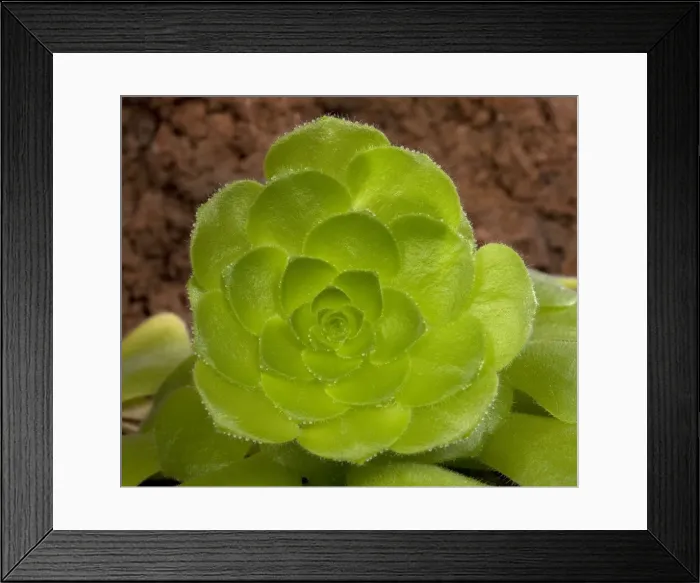 Framed Print : Picture No. 10890945 Framed Print : Picture No. 10890945