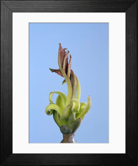 Framed Print : Picture No. 10890943