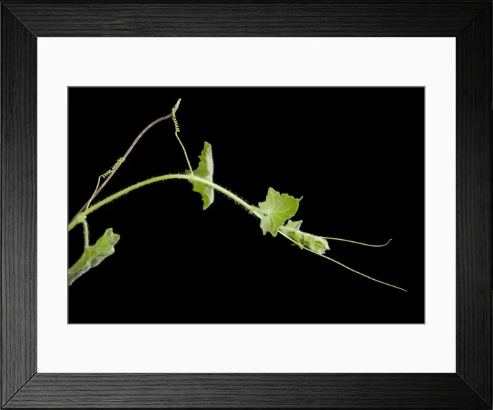 Framed Print : Picture No. 10890941 Framed Print : Picture No. 10890941