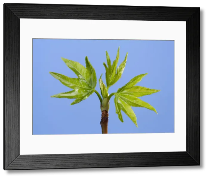 Framed Print : Picture No. 10890946 Framed Print : Picture No. 10890946