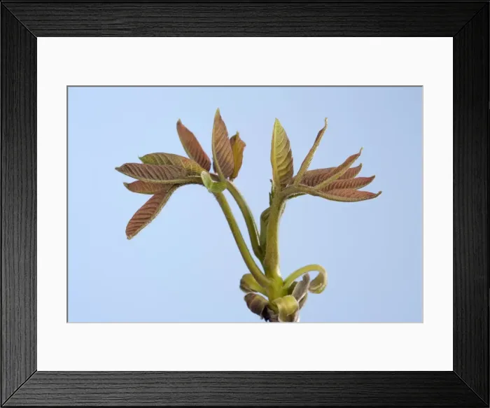 Framed Print : Picture No. 10890944 Framed Print : Picture No. 10890944
