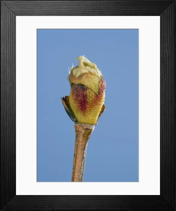 Framed Print : Picture No. 10890949 Framed Print : Picture No. 10890949