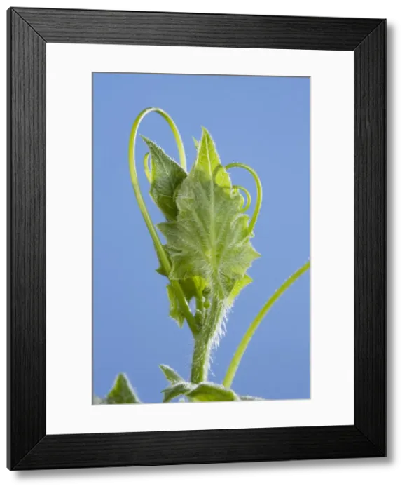 Framed Print : Picture No. 10890947 Framed Print : Picture No. 10890947