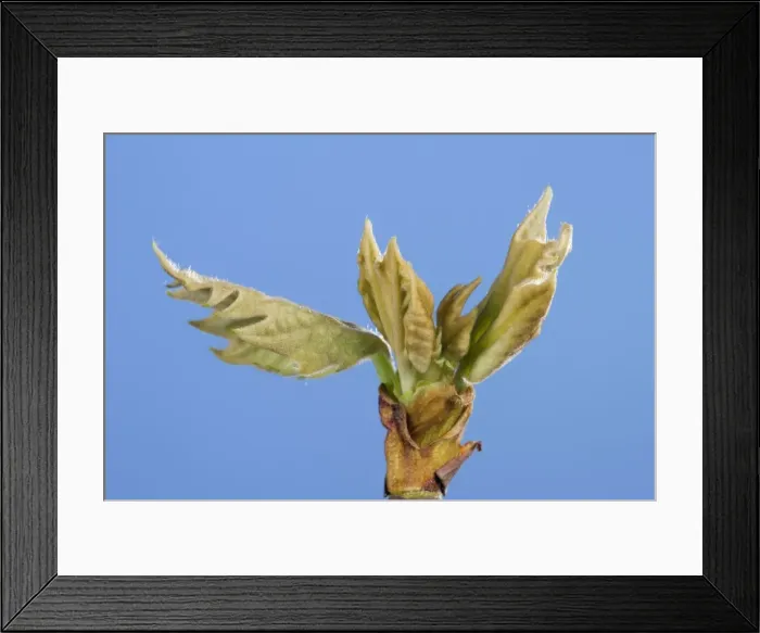 Framed Print : Picture No. 10890950 Framed Print : Picture No. 10890950