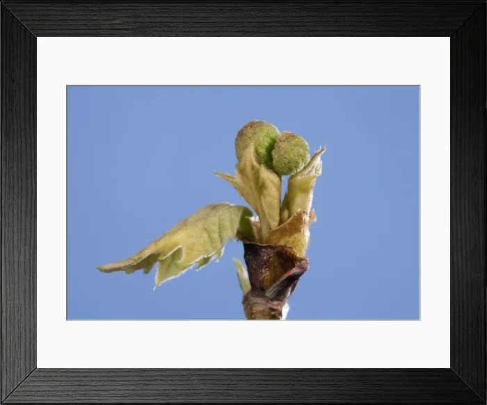 Framed Print : Picture No. 10890951 Framed Print : Picture No. 10890951