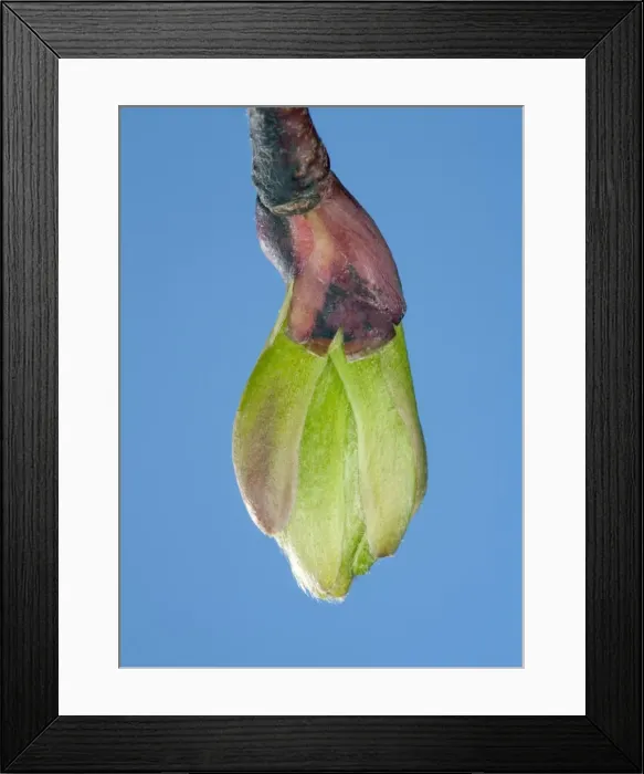 Framed Print : Picture No. 10890954 Framed Print : Picture No. 10890954