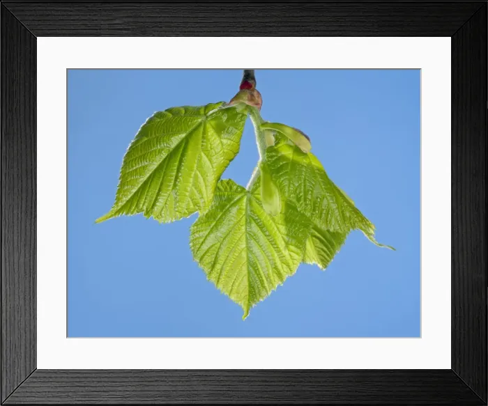 Framed Print : Picture No. 10890956 Framed Print : Picture No. 10890956