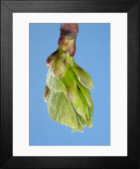 Framed Print : Picture No. 10890953 Framed Print : Picture No. 10890953
