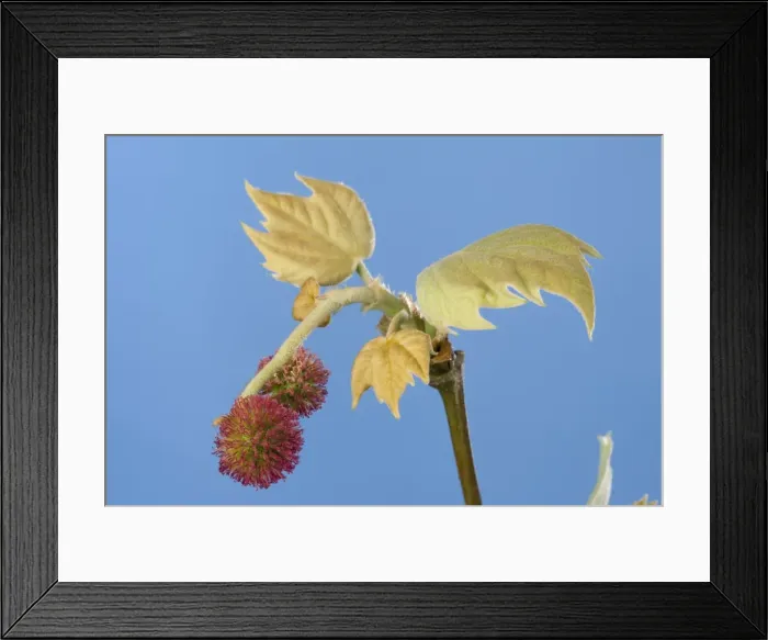 Framed Print : Picture No. 10890952 Framed Print : Picture No. 10890952