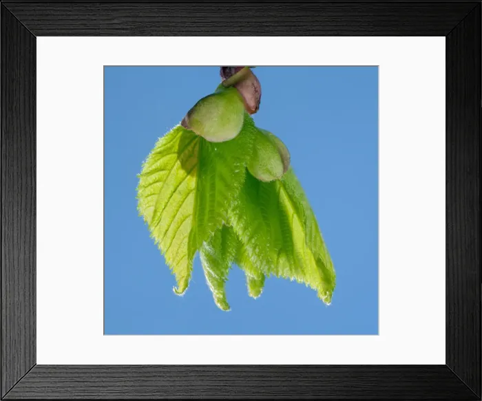 Framed Print : Picture No. 10890955 Framed Print : Picture No. 10890955