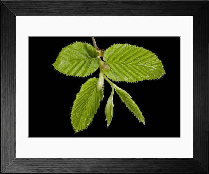 Framed Print : Picture No. 10890960 Framed Print : Picture No. 10890960