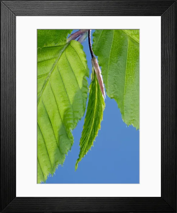 Framed Print : Picture No. 10890948 Framed Print : Picture No. 10890948