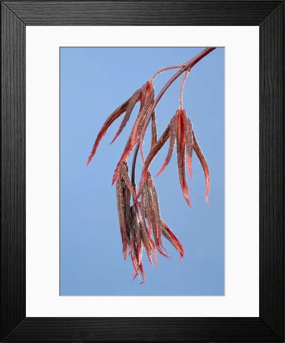 Framed Print : Picture No. 10890961 Framed Print : Picture No. 10890961