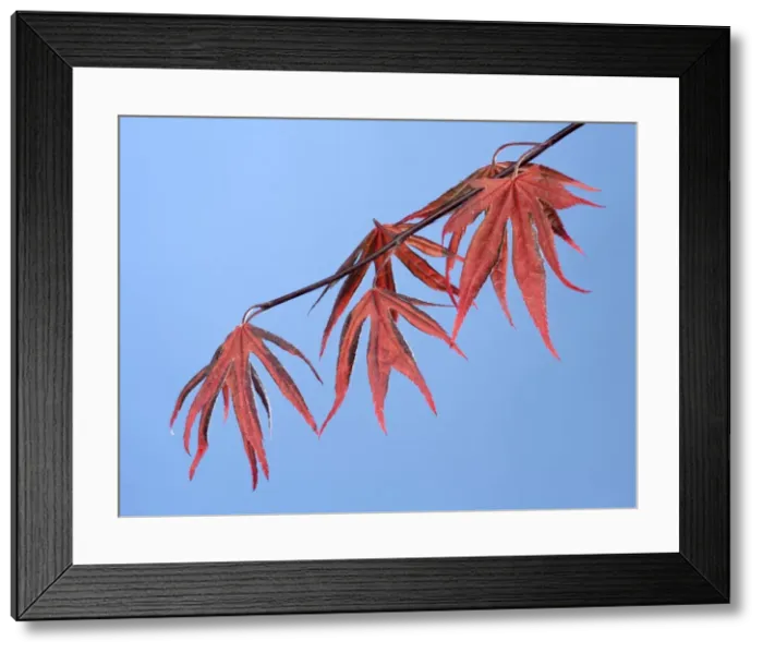 Framed Print : Picture No. 10890962 Framed Print : Picture No. 10890962