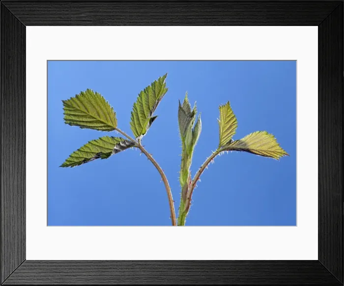 Framed Print : Picture No. 10890957 Framed Print : Picture No. 10890957