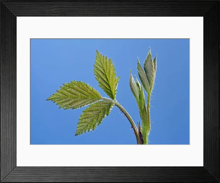 Framed Print : Picture No. 10890958 Framed Print : Picture No. 10890958