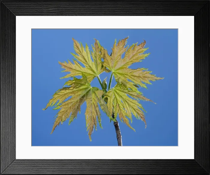 Framed Print : Picture No. 10890963 Framed Print : Picture No. 10890963